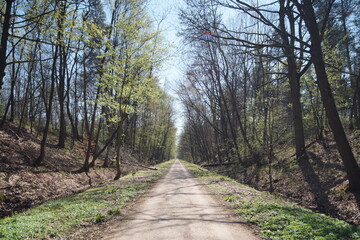 dirt road in the forest, with trees on both sides of the dirt road, halo of light in the lens