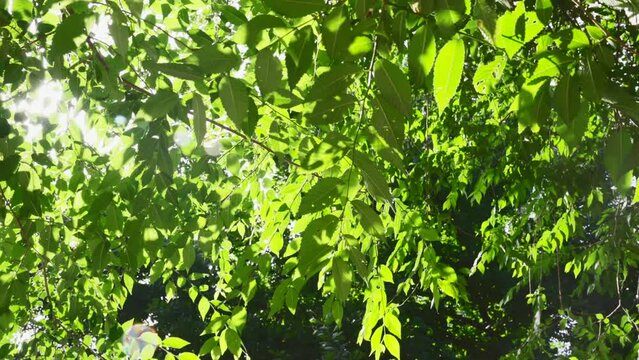 Branches of European ash tree with fresh green leaves under the sunlight in forest. Summer day