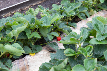 Red strawberries in the garden