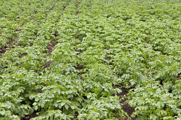 Fototapeta na wymiar Young potato plants with fresh green leaves in a row