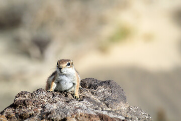 Ein Altlashörnchen auf der Insel Fuerteventura.
