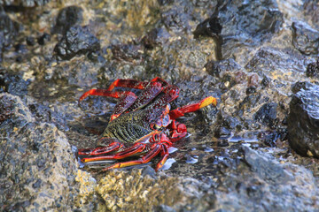 Eine rote Klippenkrabbe oder auch rote Felsenkrabbe auf einem Felsen am Meer.
