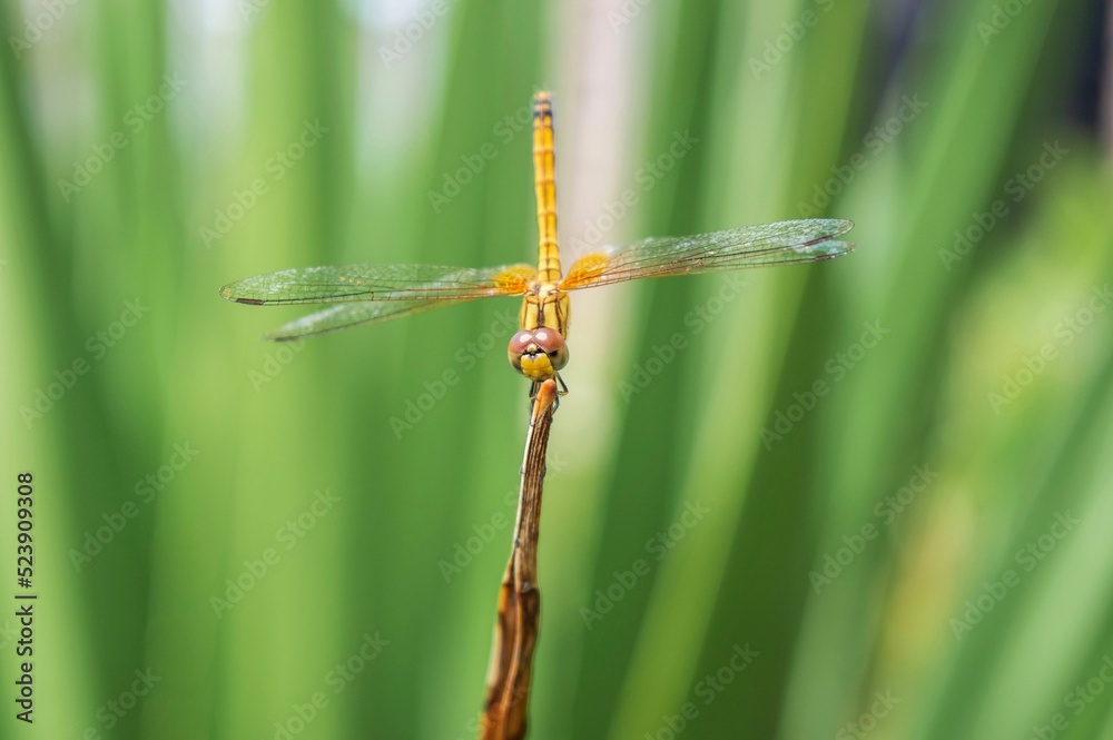 Wall mural golden dragonfly on a blur background