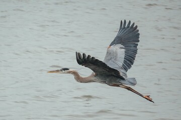 Closeup of a Great Blue Heron flying over a lake
