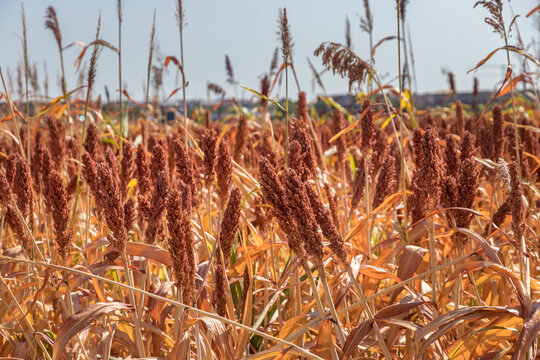 Close-up of ripe red sorghum grain field under a clear sky