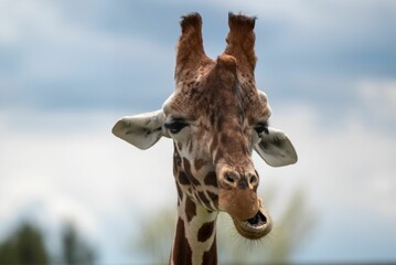 Closeup of giraffe head isolated in blurred background © Wirestock Creators