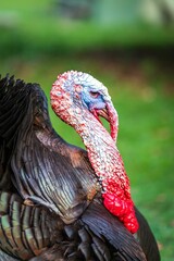 Selective focus shot of domestic turkey on a farm
