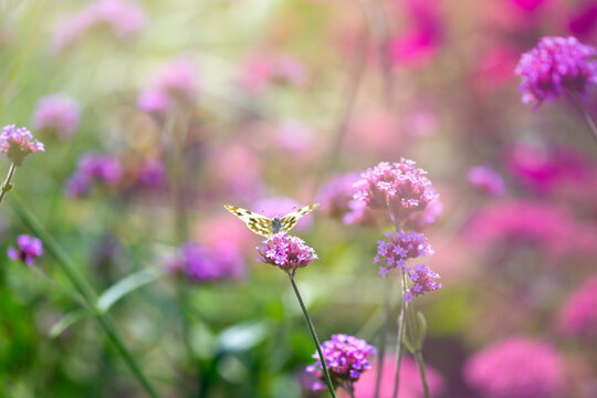 Butterfly sitting on violet verbena flower and drinking nectar in spring or summer fabulous blooming green garden on mysterious fairy tale floral background, beautiful macro nature.