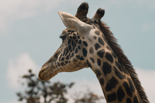 Photograph of the head of a Masai giraffe gesticulating also known as the Kilimanjaro giraffe.