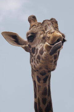 Photograph of the head of a Masai giraffe gesticulating also known as the Kilimanjaro giraffe.