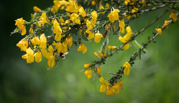 Closeup shot of hairy-fruited broom flowers - Cytisus striatus