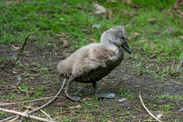 Small swan offspring walking along a muddy path in a rural area in daylight
