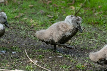 Small swan offspring walking along a muddy path in a rural area in daylight