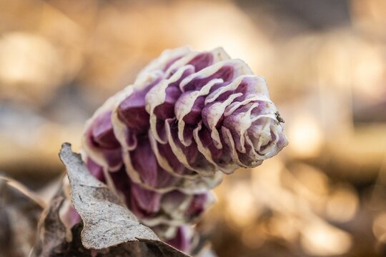 Common toothwort in selective shot with dry leaves blurred in the background