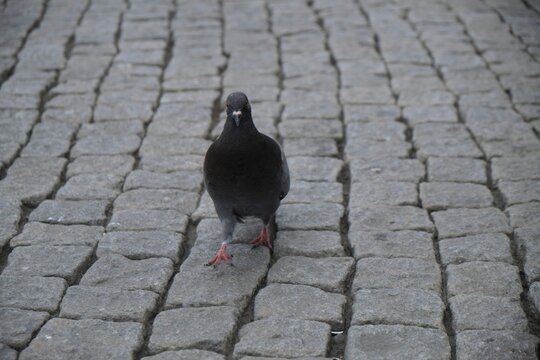 Dove wandering in the streets of Kragero