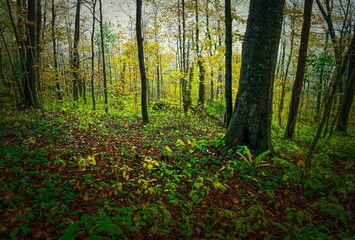 Oldham Country woodlands with fall trees on a misty morning