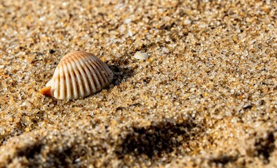 Conchas do mar