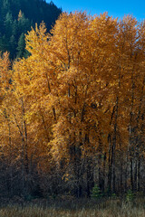 Fall colors light up a grove of aspen trees in the Rocky Mountain foothills near Coeur d' Alene, Idaho.