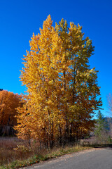 Afternoon sunshine lights up the fall colors on a group of aspen trees alongside of a country road.