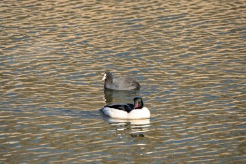 Selective focus of Eurasian coot swimming in a water