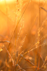 Grass stalks in the sun. Autumn nature background. Field grass stems in orange sunset...