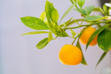 Closeup of mandarin orange (Citrus reticulata) tree