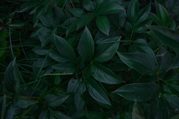 Bright green leaves close-up with the effect of processing texture large foliage nature dark green...