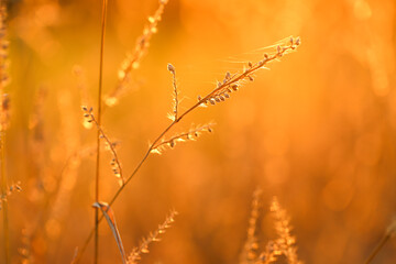 Grass stalks in the sun. Autumn nature background. Field grass stems in orange sunset .Autumn sunset.
