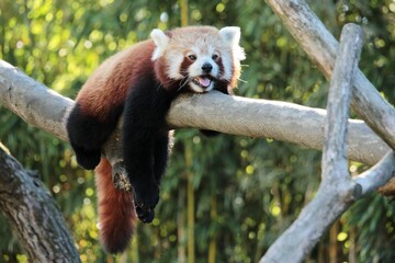 A cute red panda is relaxing and sleeping on a tree during the summer heat © Stefan Scheid/Wirestock Creators