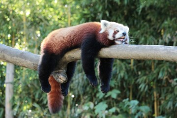 A cute red panda is relaxing and sleeping on a tree during the summer heat