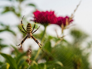 大きいコガネグモ
