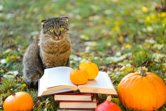  Books, pumpkins set, autumn leaves and sulfur emotional cat in the autumn garden.Back to school. Scientist cat. Emotions of a cat. Halloween stories, fairy tales and legends. 