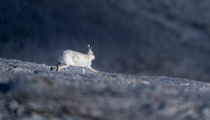 Closeup shot of a cute mountain hare running