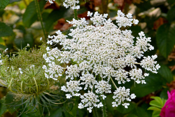 Queen Anne's Lace 01