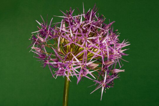 Closeup of allium nutans (Siberian chives, Blue chives) on a green background