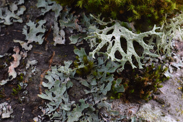 Plum Tree Lichen