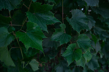 Bright green leaves close-up with the effect of processing texture large foliage nature dark green background