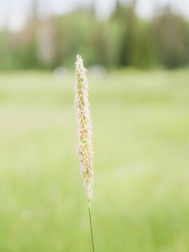 Selective focus shot of meadow foxtail (Alopecurus pratensis)