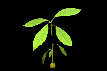 Avocado Tree Sprout 03