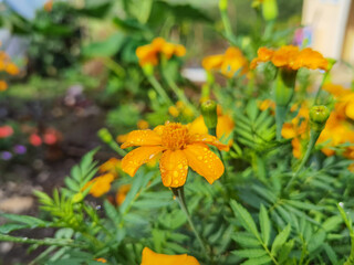 jardín silvestre flores 