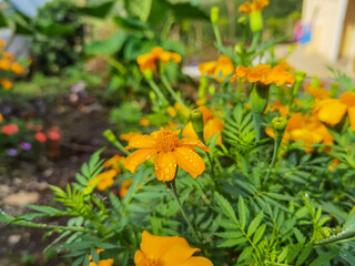 jardín silvestre flores 