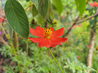 jardín silvestre flores 