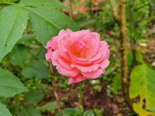 jardín silvestre flores 