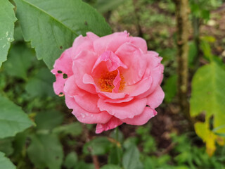 jardín silvestre flores 