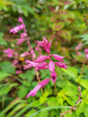 jardín silvestre flores 