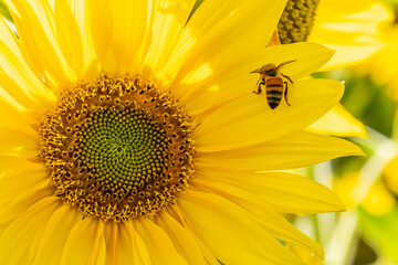 Bee climbing on a sunflower petal