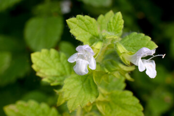 Lemon Balm Blossom Duo 02