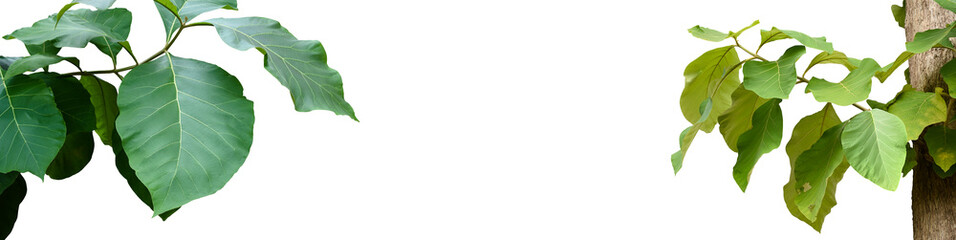 Isolated teak or tectona grandis branch and leaves with clipping paths.