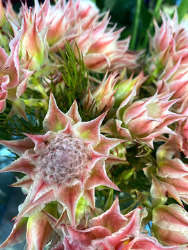 bouquet of serruria