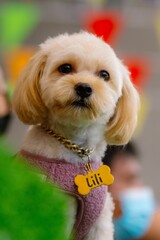 Vertical shot of a Maltese dog wearing golden chain dog collar with bone shape name tag